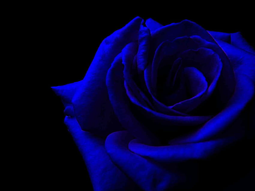 Rose Pulse Dark Roses All About Flower HD wallpaper