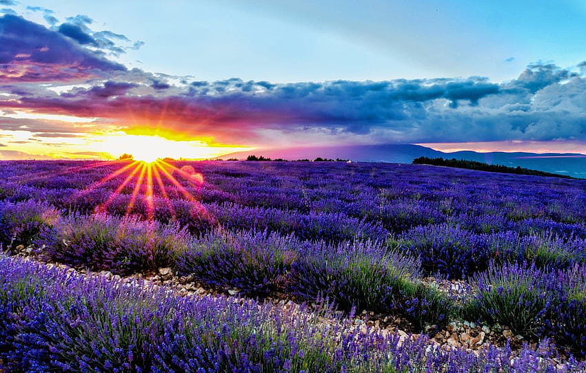field, sunrise, dawn, France, France, lavender, Provence, provence france HD wallpaper