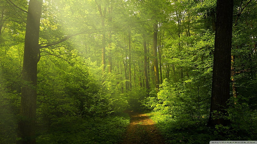 Beautiful Nature , Green Forest ❤ for, 자연 1920x1080 HD 월페이퍼