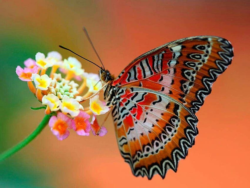 Rita Herrera on Patterns of Nature, types of butterflies HD wallpaper