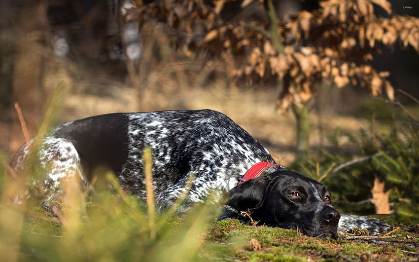 german shorthaired pointers HD wallpaper