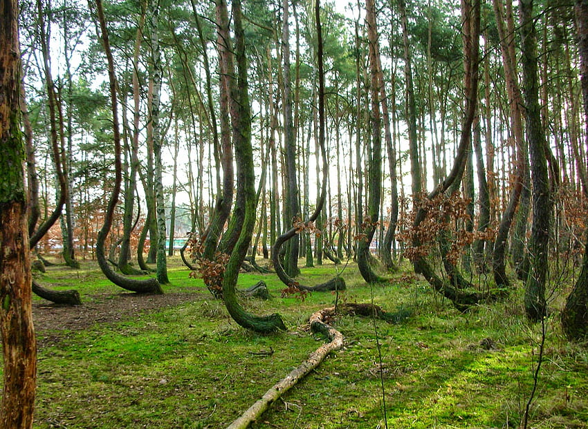 Crooked Forest Poland ] HD wallpaper