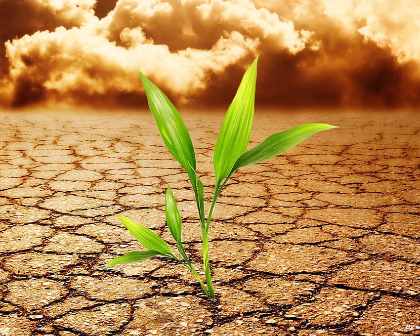 Dry and life, soil pollution HD wallpaper