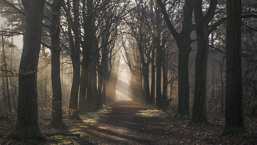 Camino iluminado que conduce al bosque. [OC][5472x3078][Holanda, bosque holanda fondo de pantalla