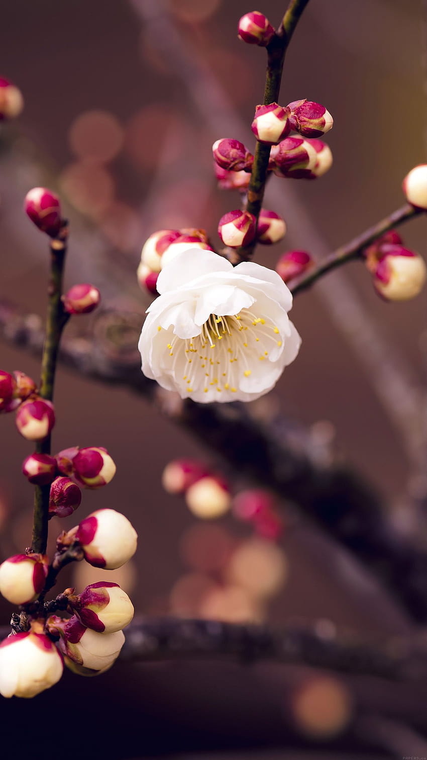 살구 꽃 봉오리 봄 자연 잔가지 나무 안드로이드, 봄 안드로이드 HD 전화 배경 화면