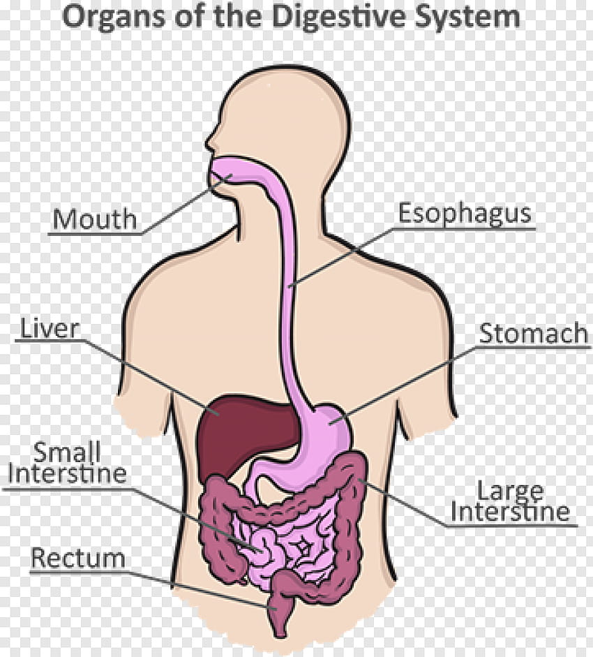 Sistema digestivo fondo de pantalla del teléfono