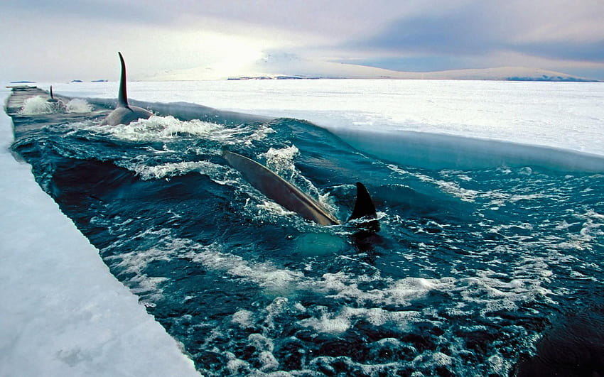 mar, Gelo, Antártida, Peixe, Natureza, Paisagem, Orca papel de parede HD