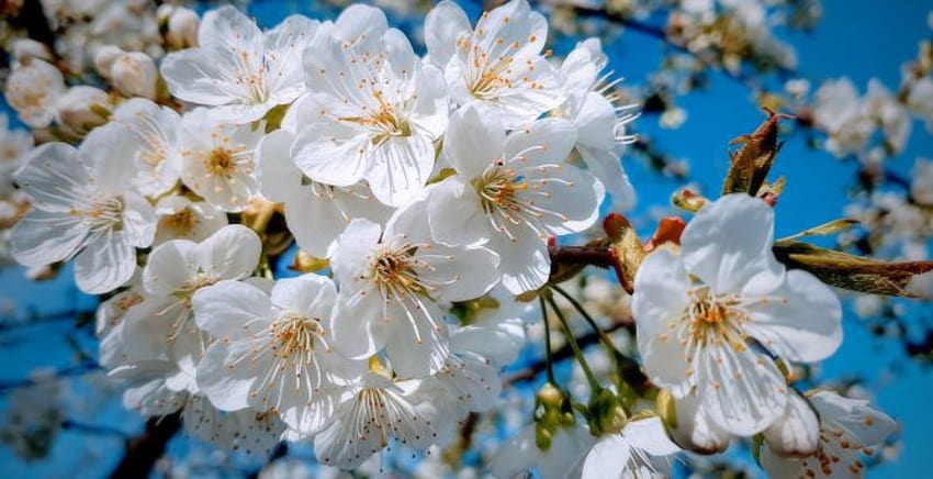 White, close up, cherry tree, spring, blossom , , background, 998ad8, white cherry blossom HD wallpaper