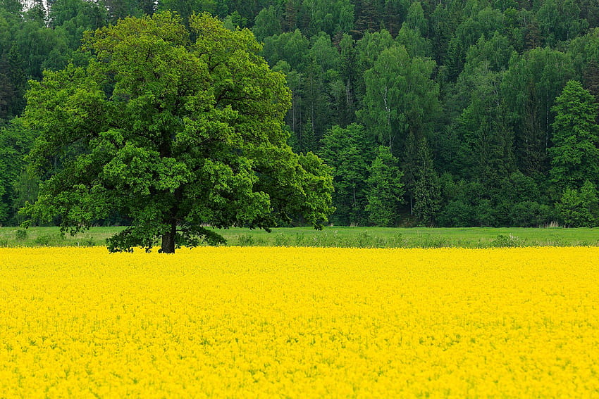 Природа Жълти Рапица Полета Дървета 2048x1365, жълта природа HD тапет