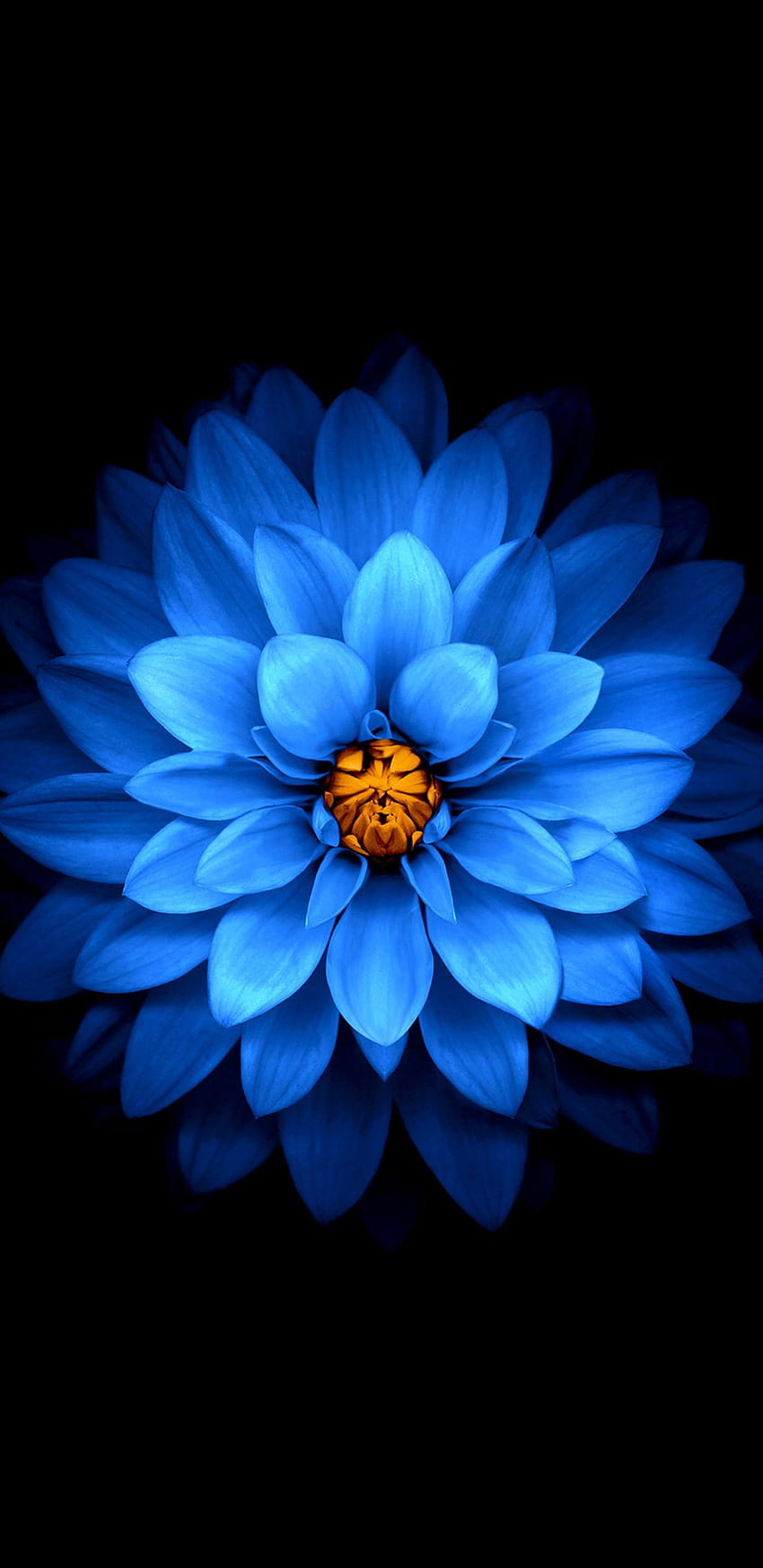 Samsung S9 Kwiaty, kwiat galaktyki Tapeta na telefon HD