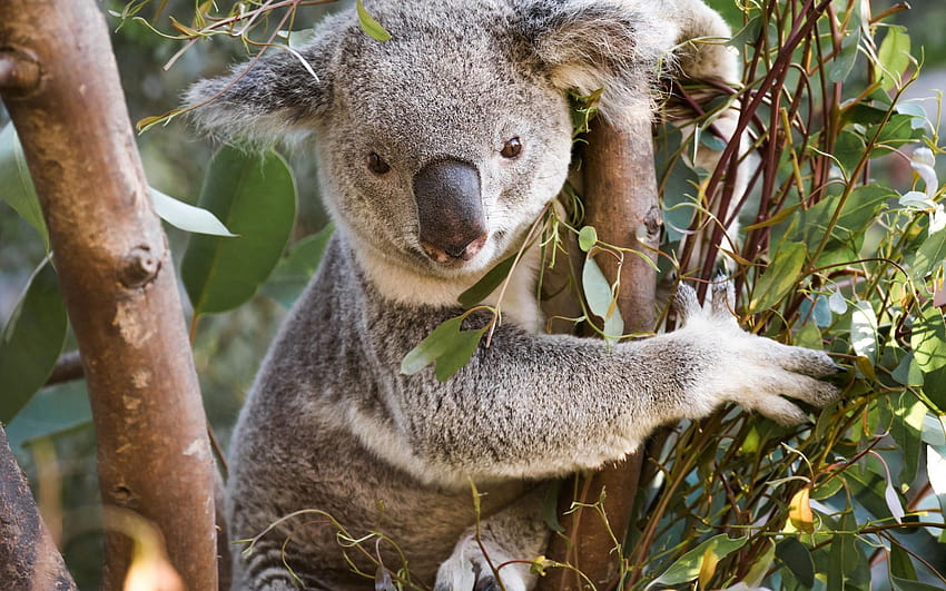 koala, cute bear cub, marsupials, eucalyptus, australian koala bear HD wallpaper