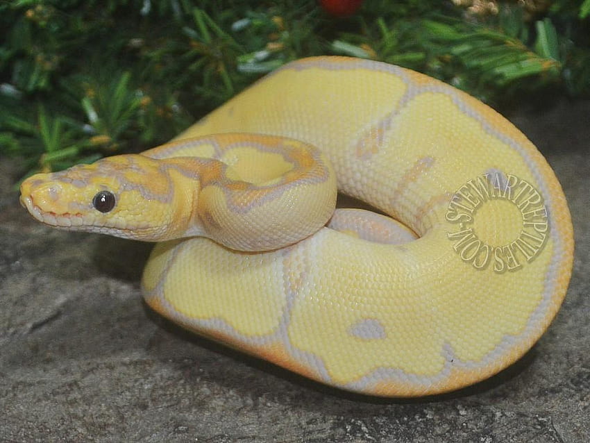 Introducing the 2018 Ball Python Holdbacks, banana ball python HD ...