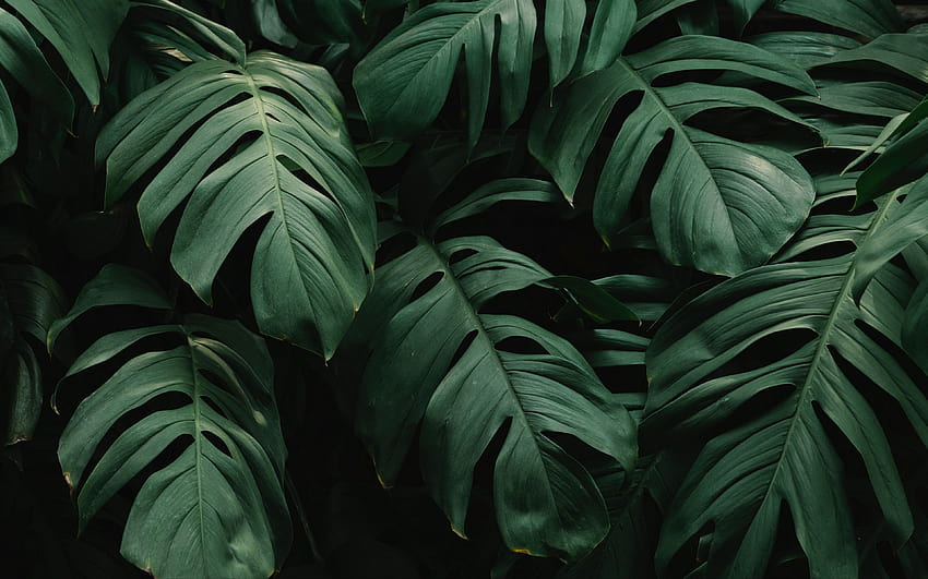 3840x2400 葉, 植物, 緑, 暗い, 植物ウルトラ 16:10 背景, 暗い植物 高画質の壁紙
