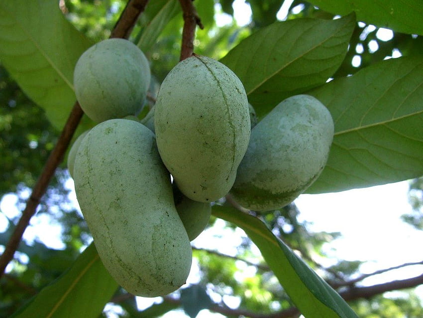 PawPaw: All About North America's Largest Edible Fruit HD wallpaper