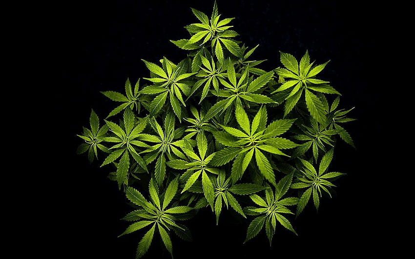 Weed Girl, marijuana HD wallpaper