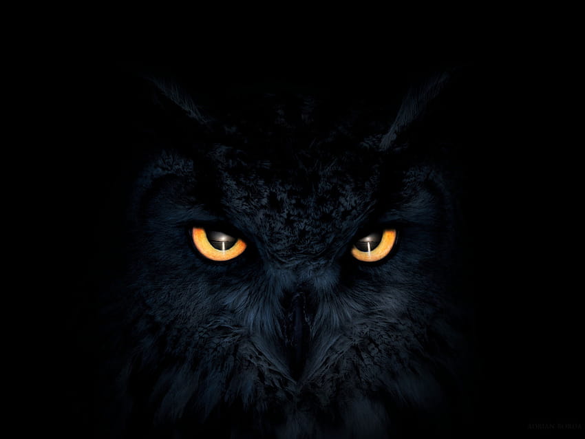 owl, dark, glowing eyes, muzzle, , background, 8eb93e, dark eagle HD wallpaper