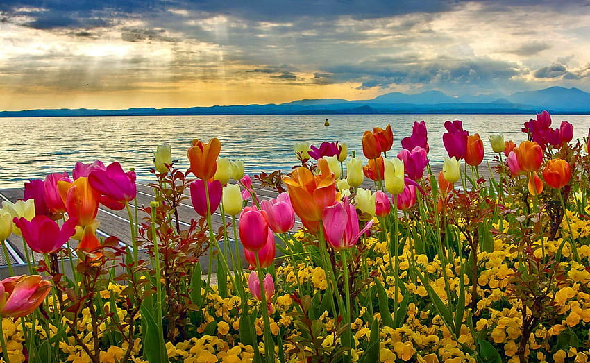 Пролетни фонове, ранни пролетни цветя HD тапет