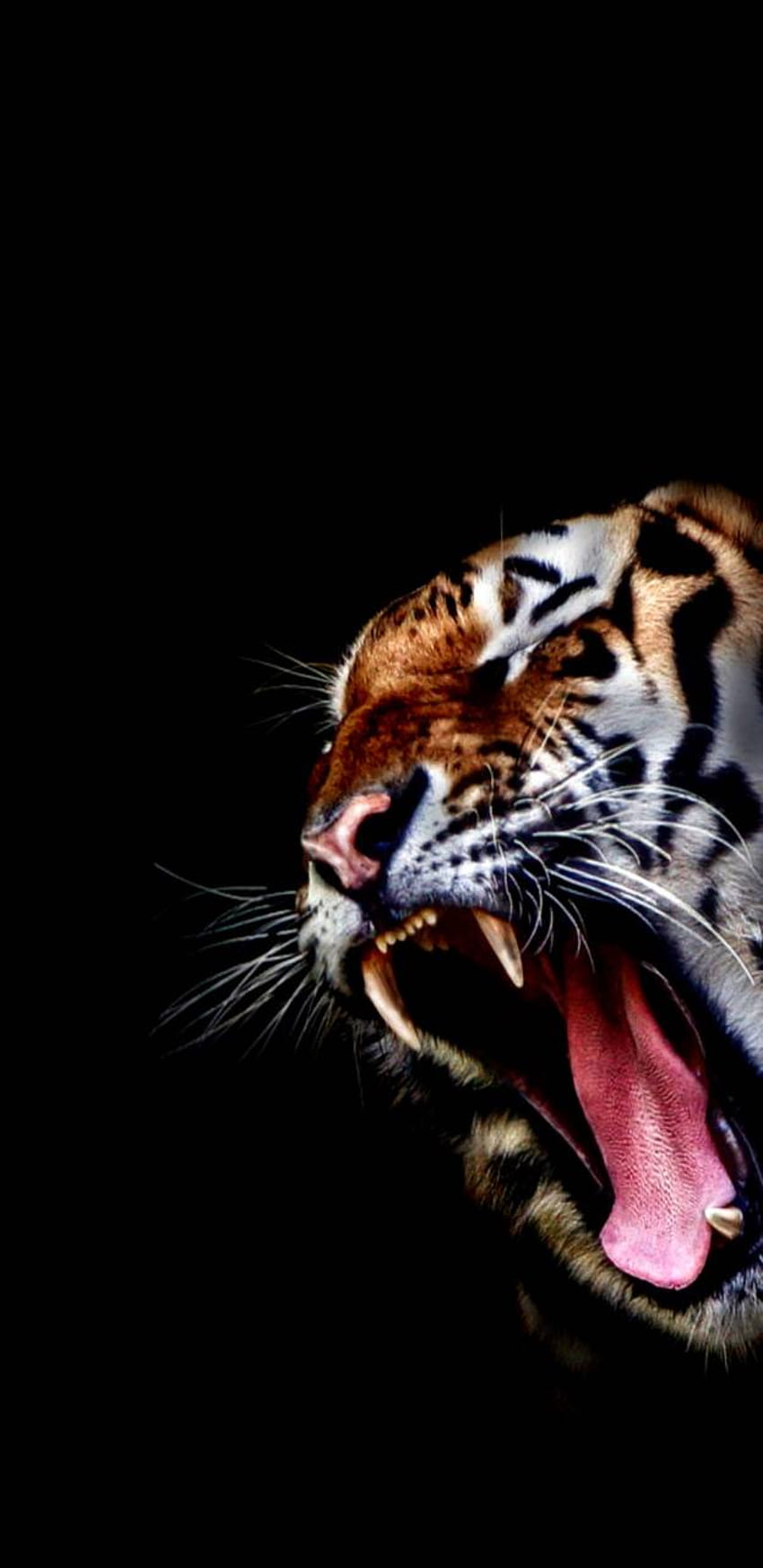 Vicious Tiger by MADD_TW33K3R, amoled tiger HD phone wallpaper