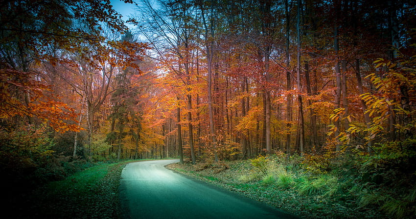 Netherlands Vaals Limburg Nature Autumn Roads 2800x1480, forest netherlands HD wallpaper