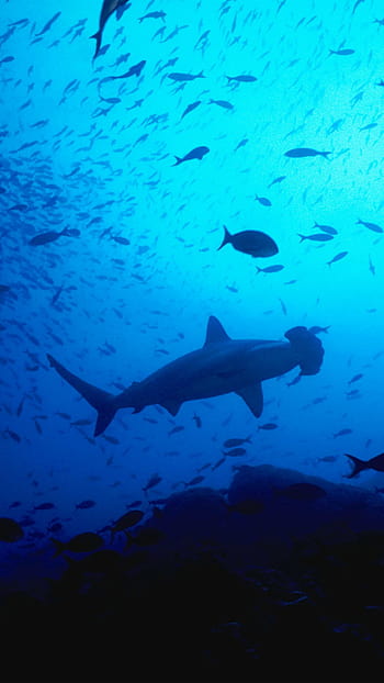 Hammerhead Shark Pictures  Download Free Images on Unsplash
