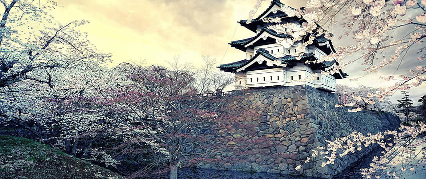 : Japan, Winter, Grafik, Kirschblüte, ultrabreit, Frühling, Baum, Blume, Jahreszeit, Gehölz 2560x1080, ultrabreiter Frühling HD-Hintergrundbild
