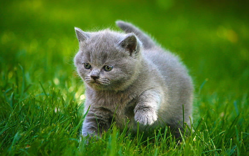 Grey Kittens Fluffy Fat Grass Animals cat kitten baby cute [2048x1280] for your , Mobile & Tablet, gray kittens HD wallpaper