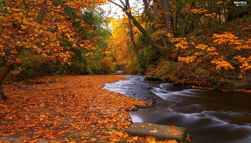 L'automne, la Colombie-Britannique, la ville de Nanaimo, vues, Bowen Park, Canada, l'île de Vancouver, la feuille, les arbres, la rivière Millstone, les îles en automne Fond d'écran HD