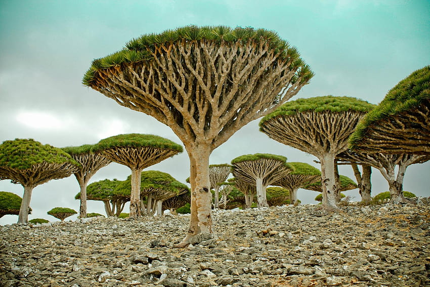 15 Alien Places on Planet Earth, dragon blood tree HD wallpaper | Pxfuel