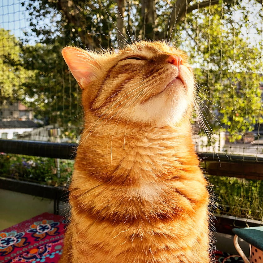 50 Ginger Cat [], gatto pfp carino Sfondo del telefono HD
