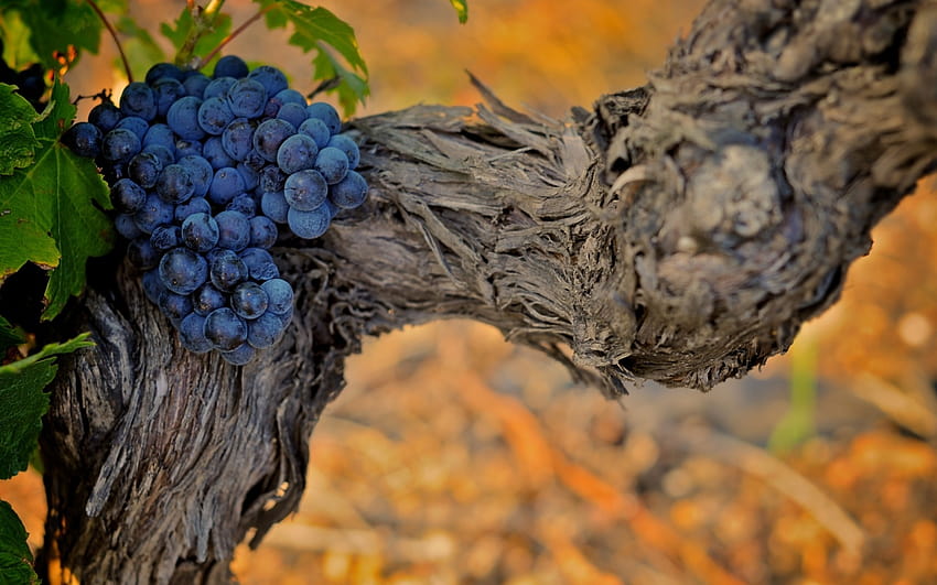 3 Grape Vines, grapevine HD wallpaper