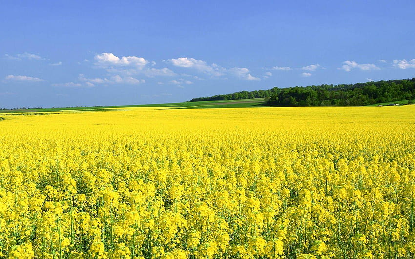 Yellow Flowers Fields, yellow canola field HD wallpaper