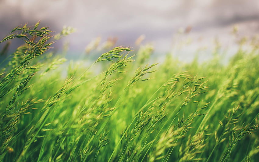 Blurred Backgrounds Grass Field, nature blur HD wallpaper | Pxfuel