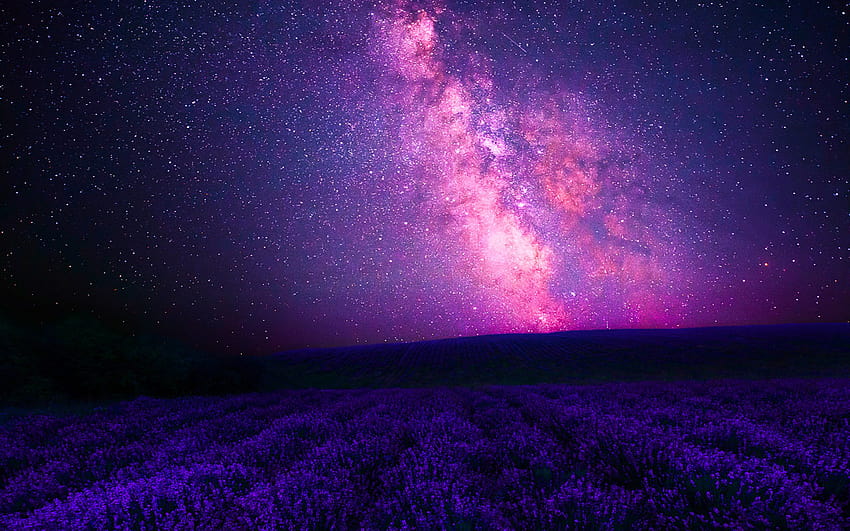 Pink Galaxy over Lavender Field, lavender field at night HD wallpaper
