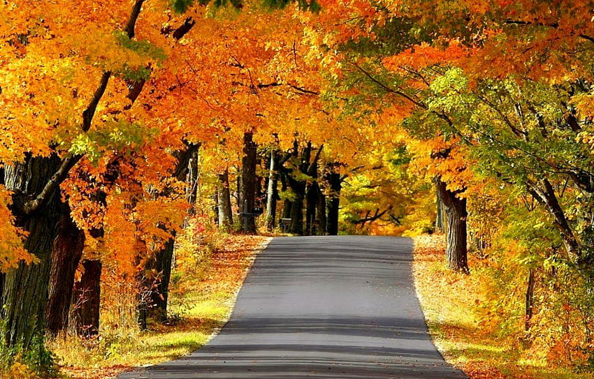 秋の道いっぱい、旅の道の森の秋 高画質の壁紙