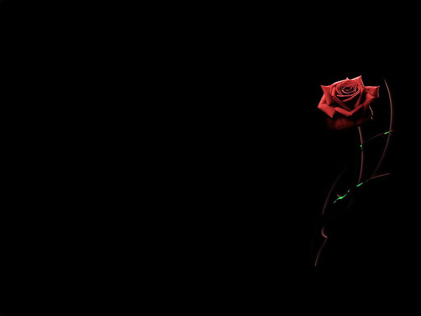 7 Rose On Black Backgrounds, black rose tumblr HD wallpaper | Pxfuel