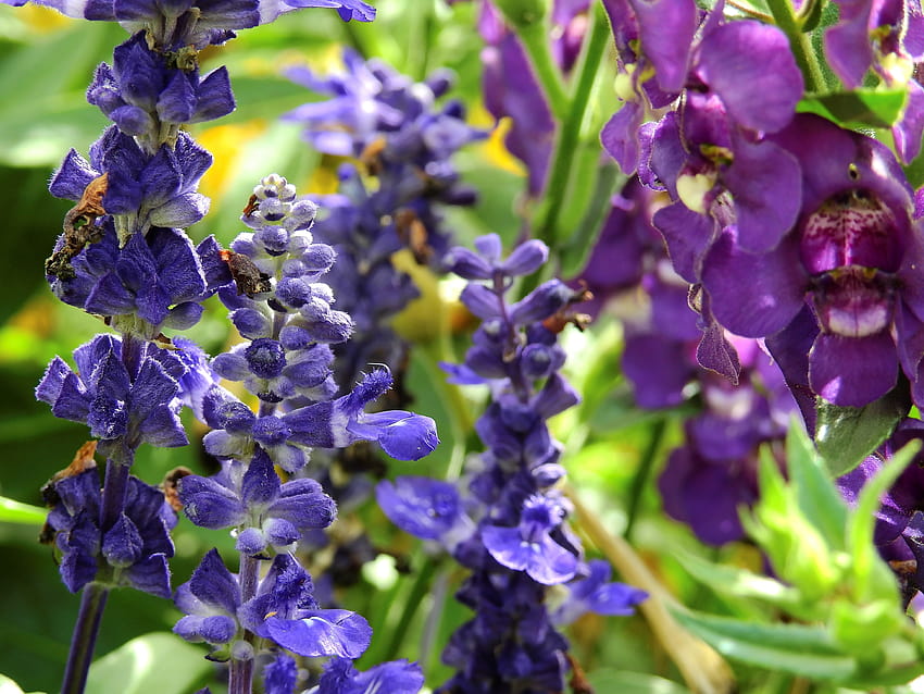 Blue Larkspur And Purple Sweet Pea Flowers HD wallpaper