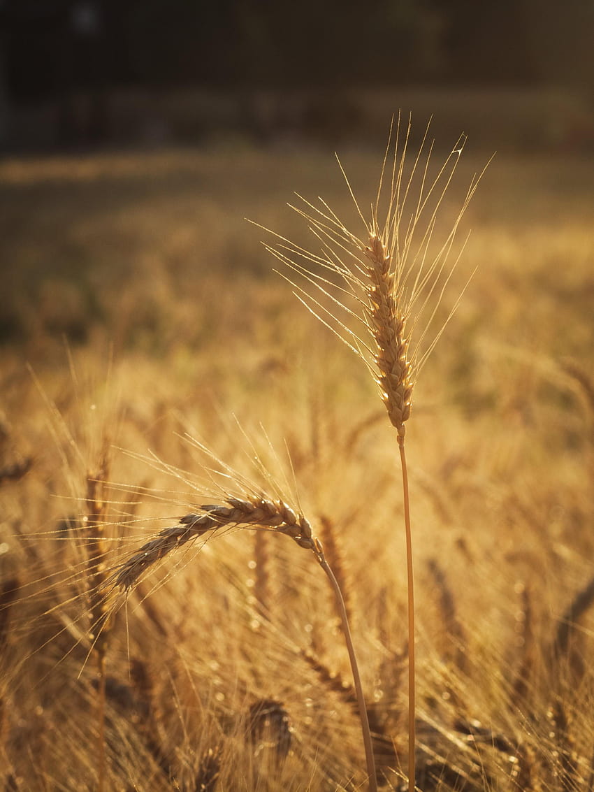 Wheat Field , sun wheat fields HD phone wallpaper