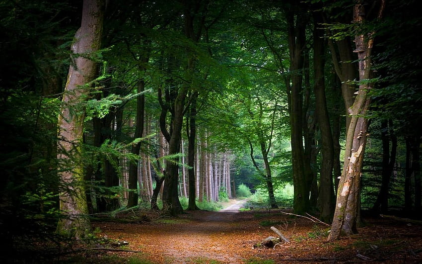 природа, пейзаж, приказка, пътека, гора, тунел, дървета, пътека в гора HD тапет