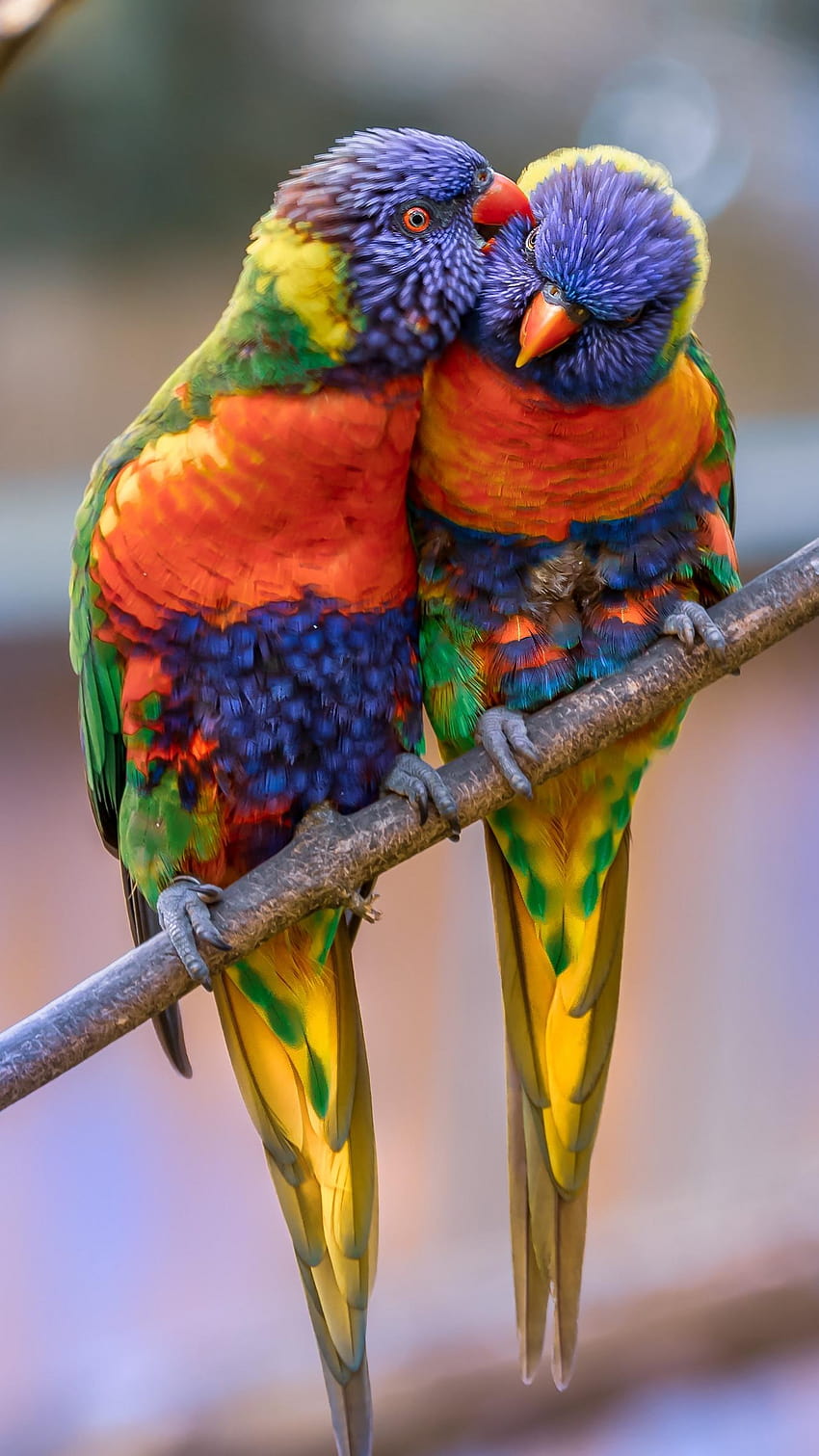 1350x2400 rainbow lorikeet, parrots, birds HD phone wallpaper