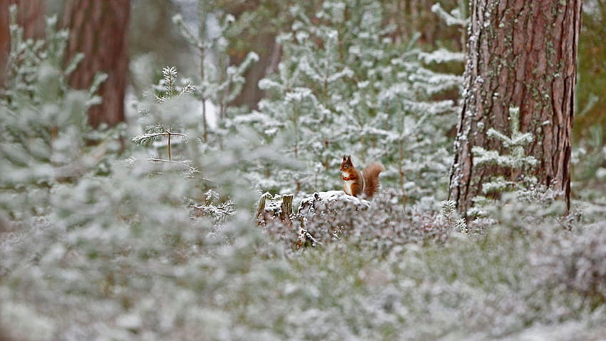 Bing 아카이브: Cairngorms National Park의 붉은 다람쥐 HD 월페이퍼