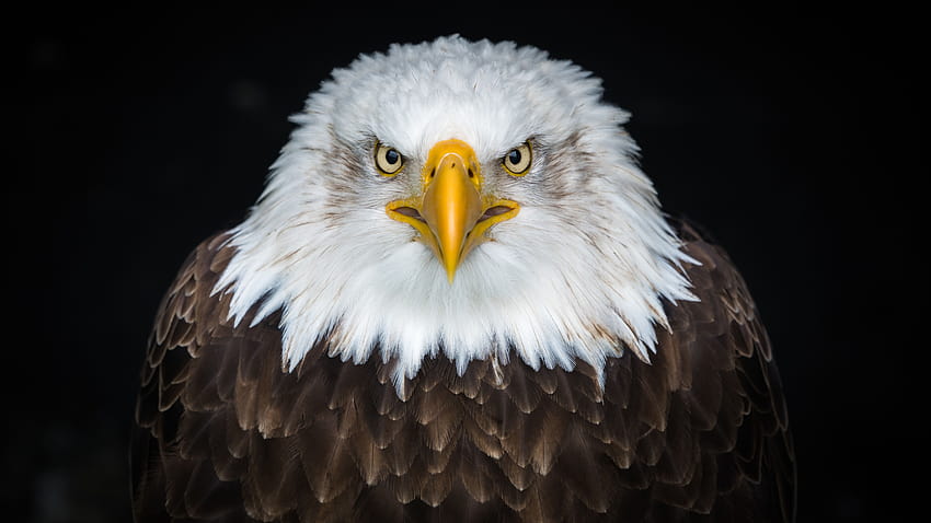 7680x4320 Bald Eagle , Backgrounds, and HD wallpaper