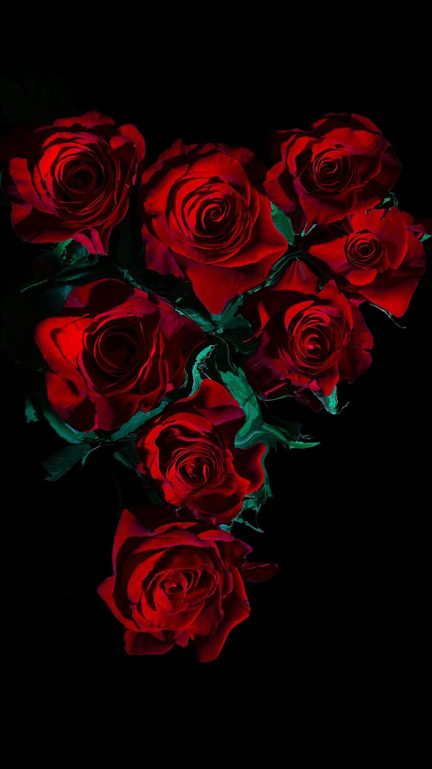 Red Rose Wallpaper 4K, AMOLED, 8K, Red flower