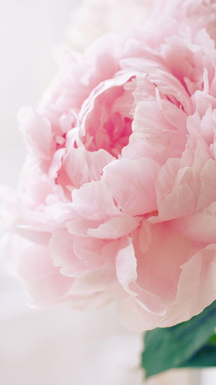 5 różowych piwonii, różowe kwiaty piwonii Tapeta na telefon HD
