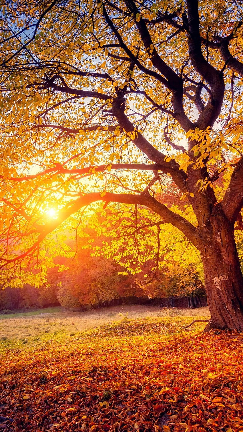 Árbol, puesta de sol, sol, otoño 3840x2160 U, sol de otoño fondo de pantalla del teléfono