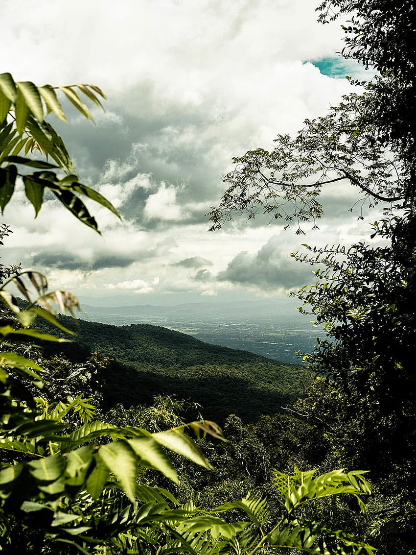 thailand, chiang mai, berg, bäume, sommer, wald, waldruhe HD-Handy-Hintergrundbild
