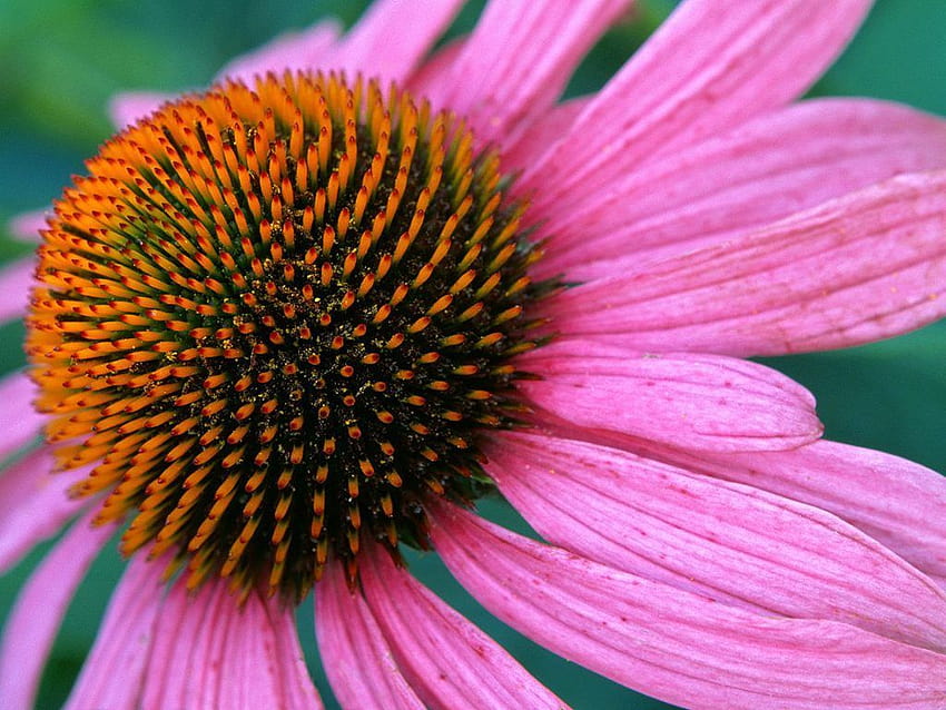 Fleur de cône pourpre, fleur d'échinacée Fond d'écran HD