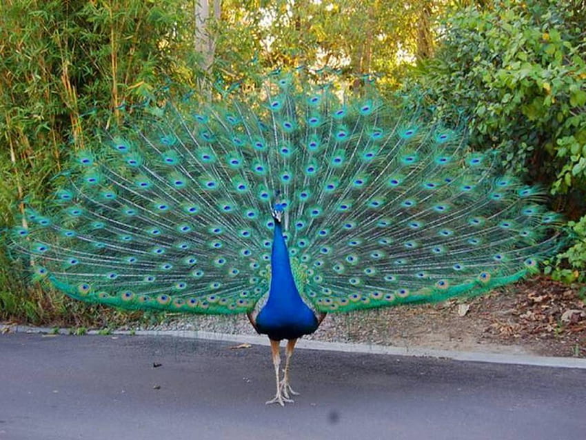 50 Best Beautiful Peacock And, most beautiful peacock HD wallpaper | Pxfuel