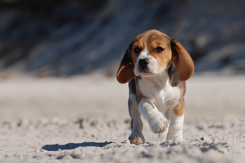 Puppy Cute Baby Animal Dog, Bayi Anjing Beagle Wallpaper HD | Pxfuel