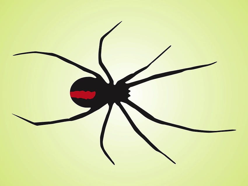 Black Widow Spiders, black widow spider art HD wallpaper | Pxfuel