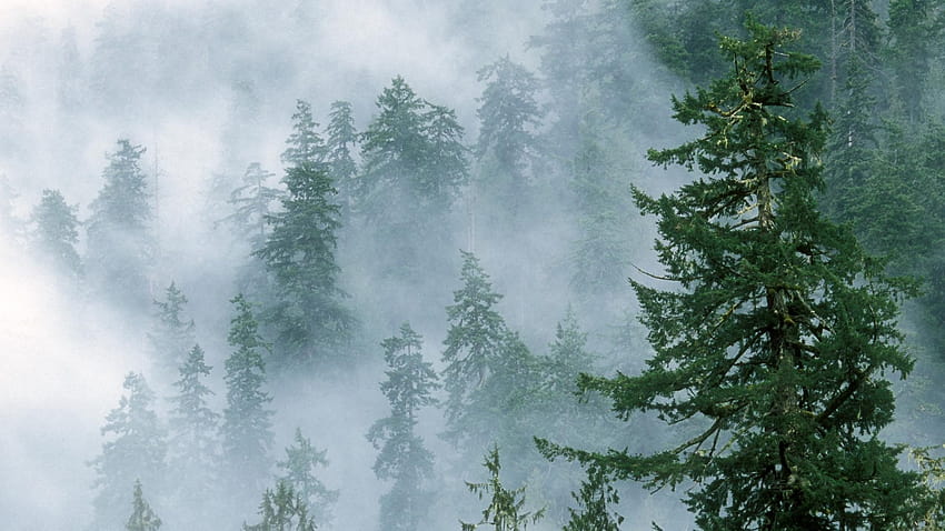 ป่าดิบ ,ต้นสนสีดำใบสั้น,ป่าสนสปรูซ,ต้นไม้,ป่าสนเขตร้อนและกึ่งเขตร้อน,ปรากฏการณ์บรรยากาศ วอลล์เปเปอร์ HD